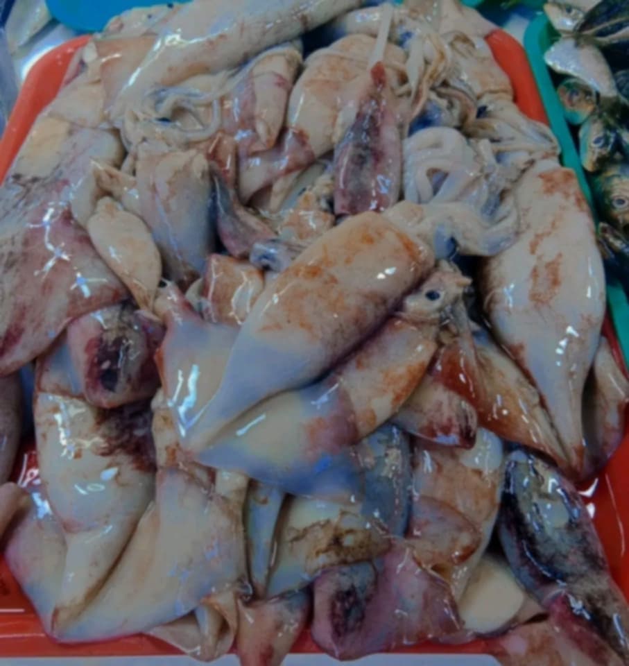 Purpleback Flying Squid frozen seafood product placeholder